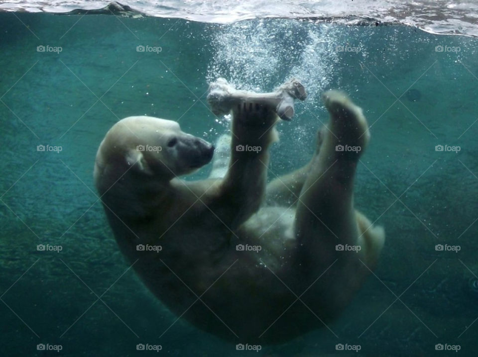 san diego play zoo bear by Balloo