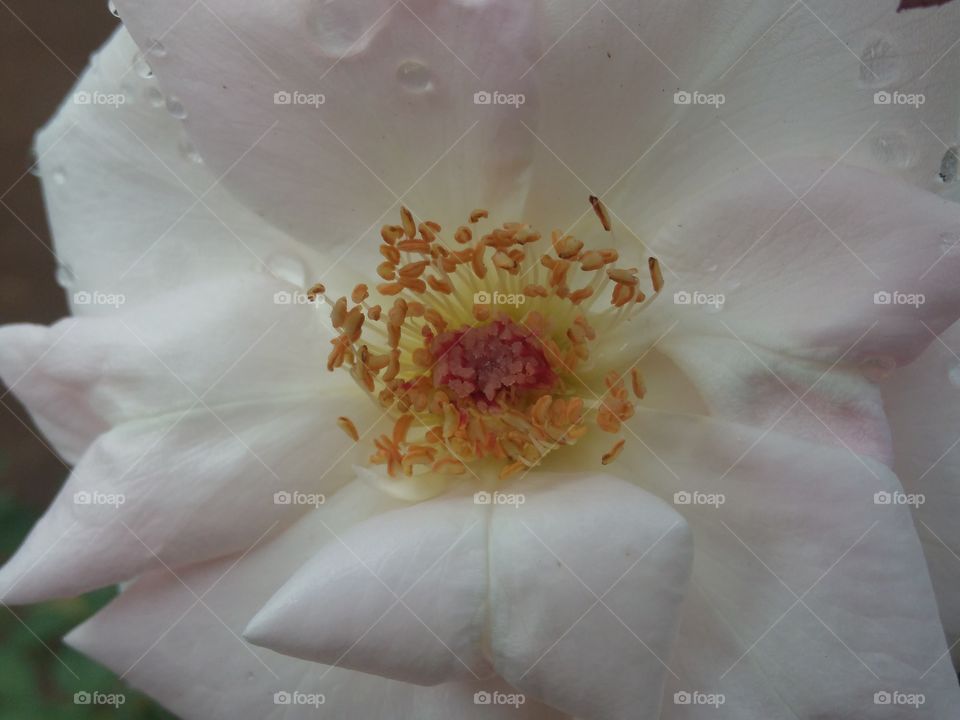 blossomed flower of rose closeup HD