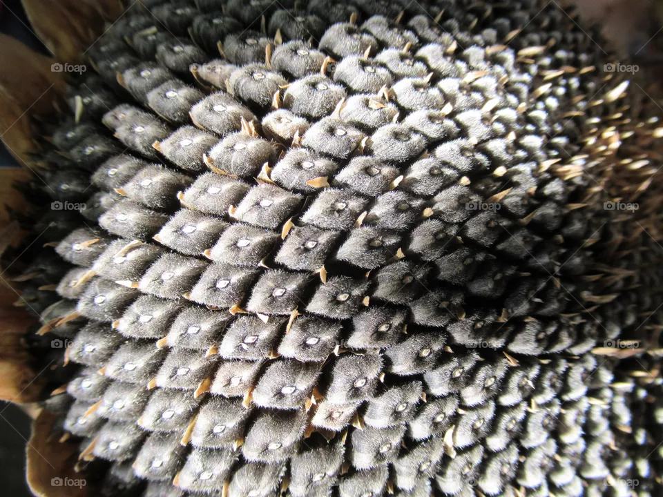 sunflower seeds