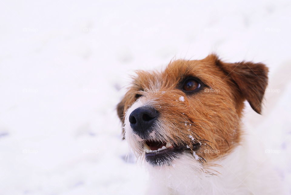 Happy dog