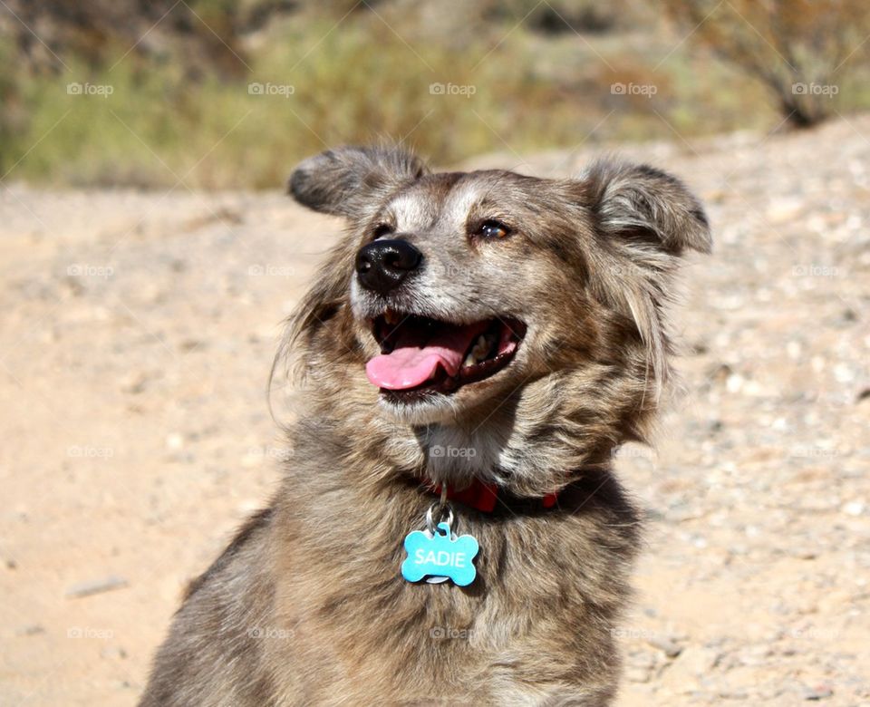 Happy dog