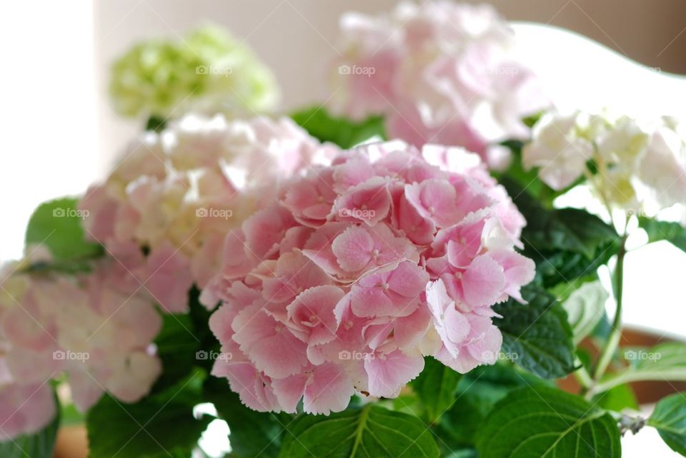 Hydrangeas/Hortensia