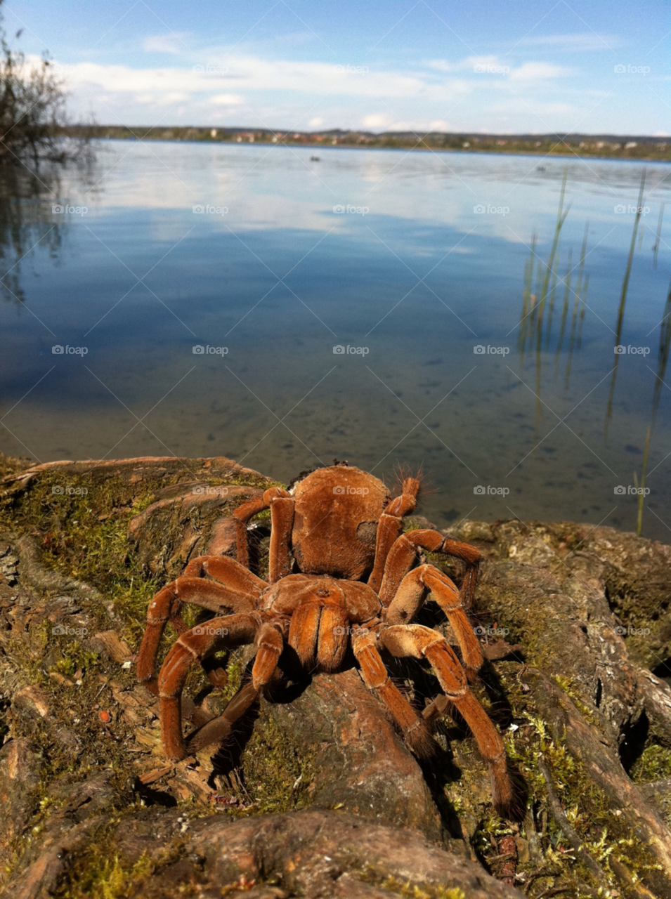 wildlife spiders lakeside tarantula by hoslo