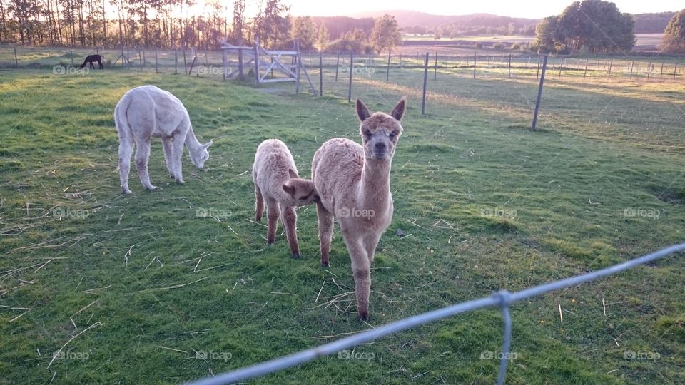 Alpacas