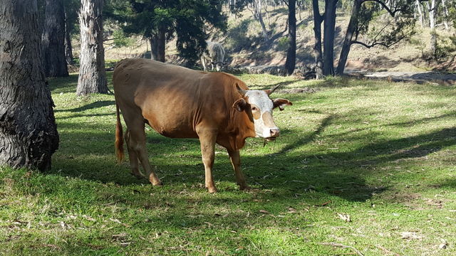 Hello cow!