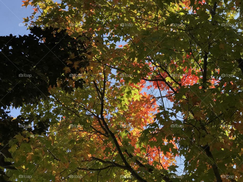 Beautiful contrast of the bright fall colors of large maple leaves on a sunny and clear fall day. 