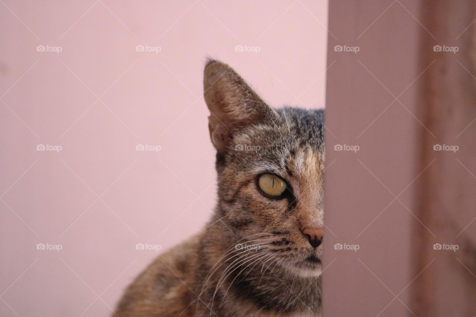 This picture is something special to me.I use to feed this cat food everyday . One day when me and my family came back home from a family trip,we got to know that her babies were killed by another cat in the neighbourhood.Pain in her eyes says it all