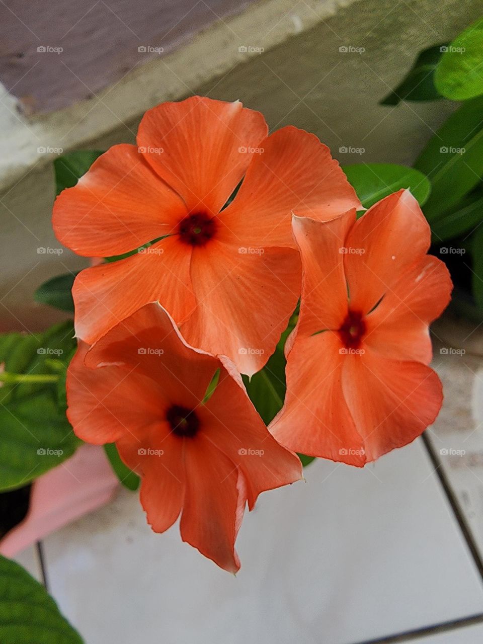 orange periwinkle  petals