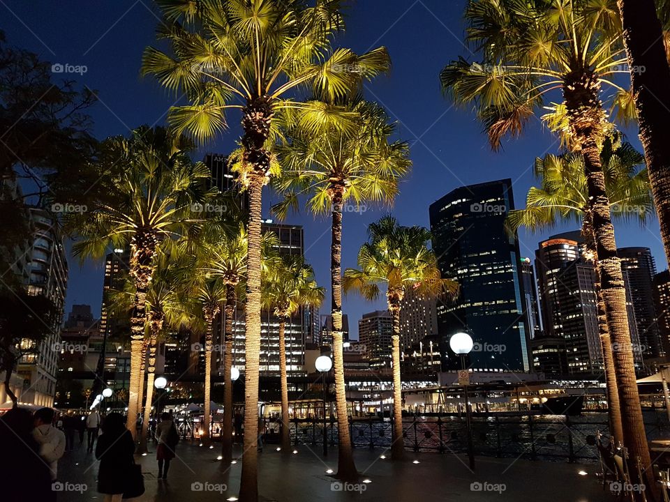 Trees at Circular Quay