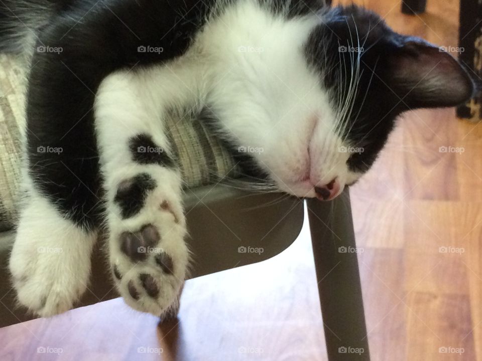 This photo speaks to the cat-lovers everywhere....I call this, “Paw-sitively Napping”.