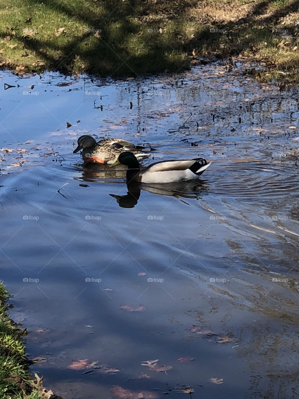 Two ducks enjoying a puddle left from Oklahoma rain