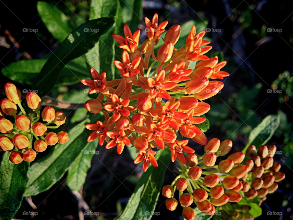 Orange flower