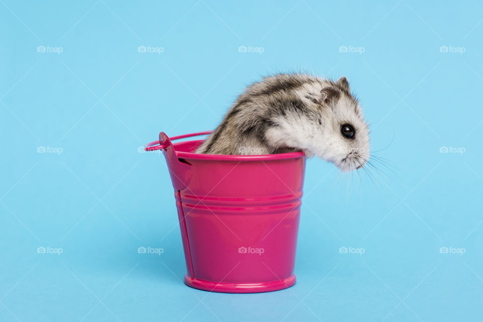 Small hamster in bucket on blue background with copy space. Gray Syrian hamster in bucket. Baby animal theme