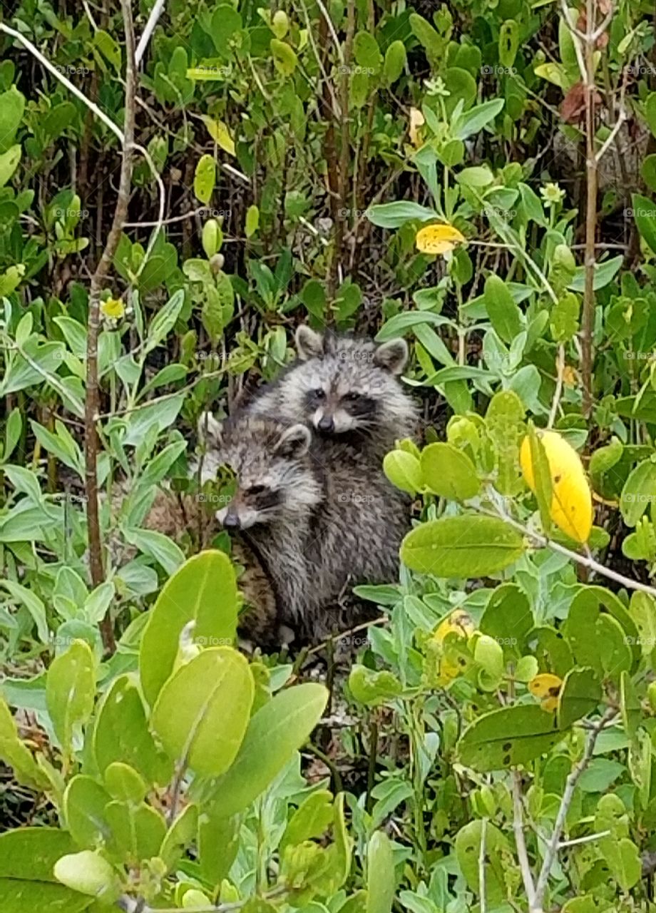 Raccoons in the wild