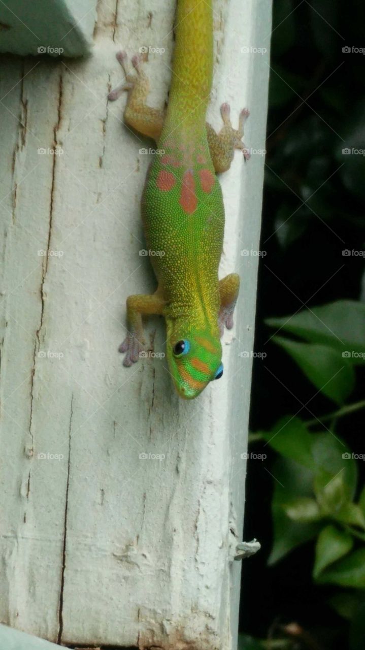 curious little lizard in the morning