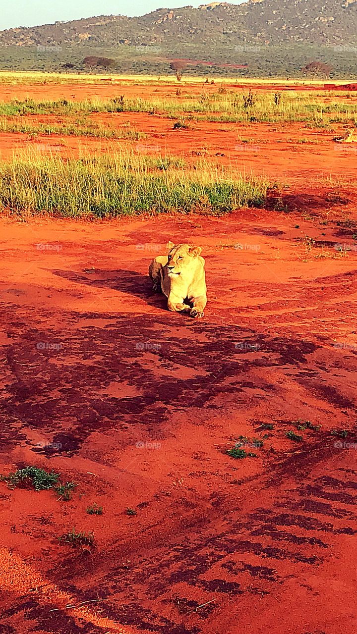 Lions at Tsavo East National Park, Kenya 