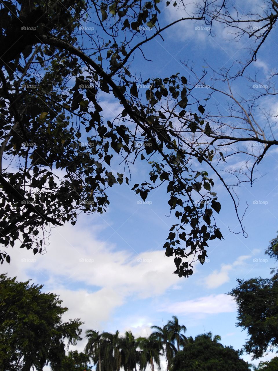 Fragment of Nature, blue skies and white clouds. Weather is fine and beautiful. Sun is up but has a cool crisp wind blowing on my skin, such complimentary schemes that contrast, but work like they are inseparable.