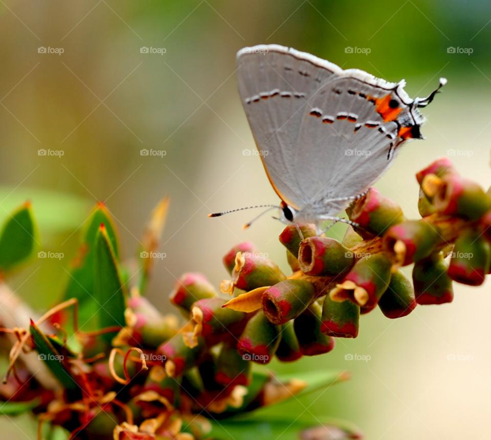 butterfly moth moth on plant butterfly moth by lightanddrawing