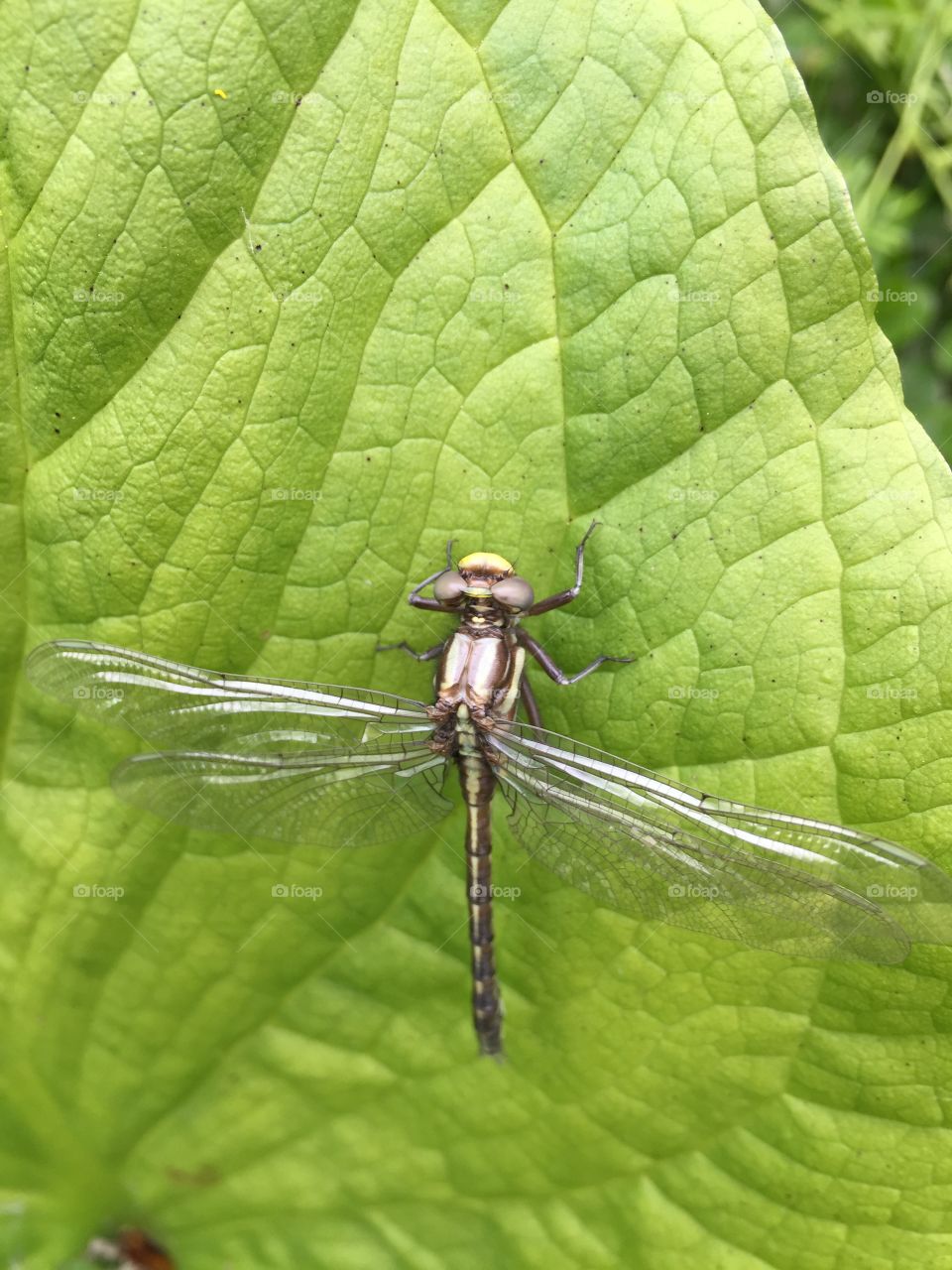 Dragonfly