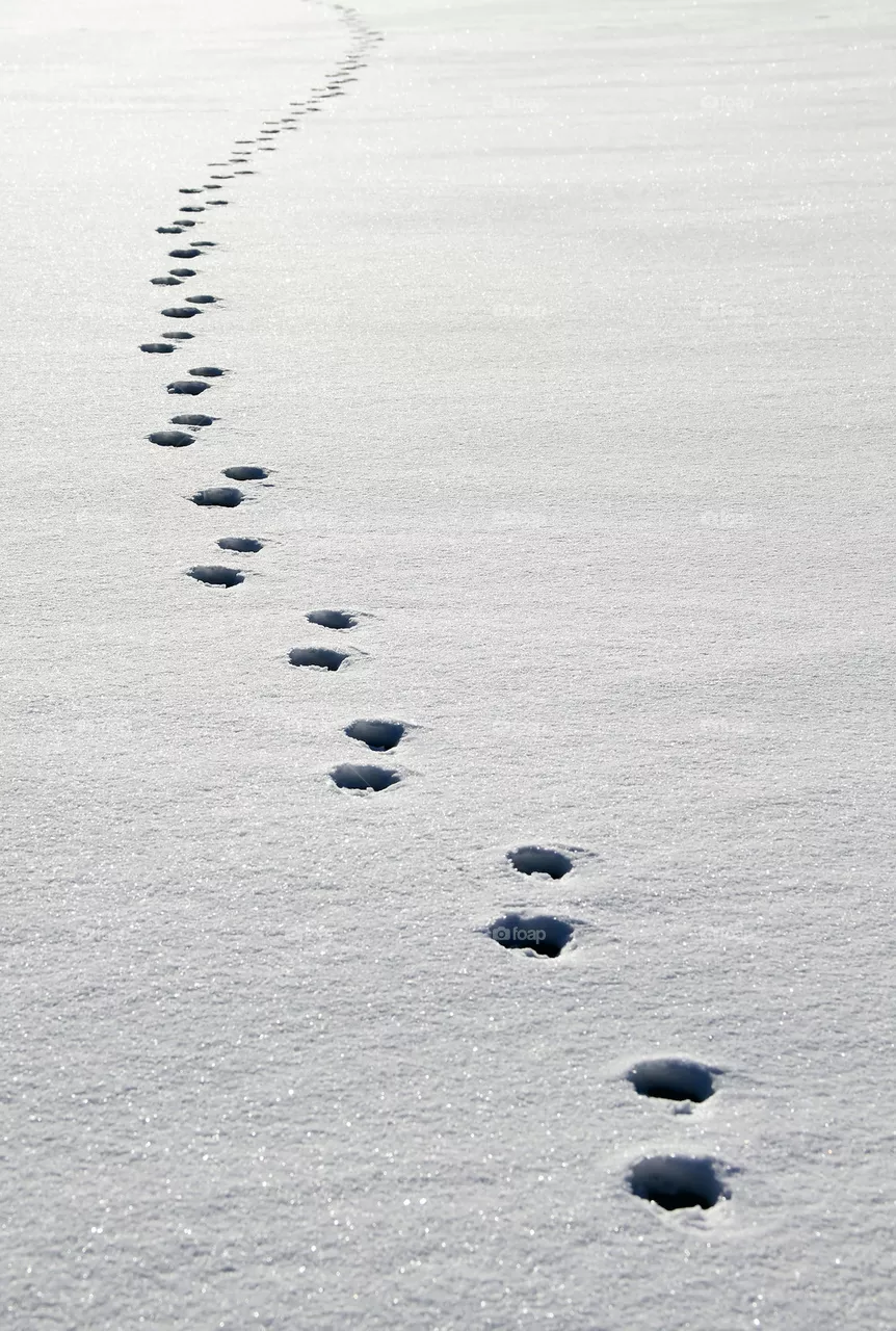 Tracks