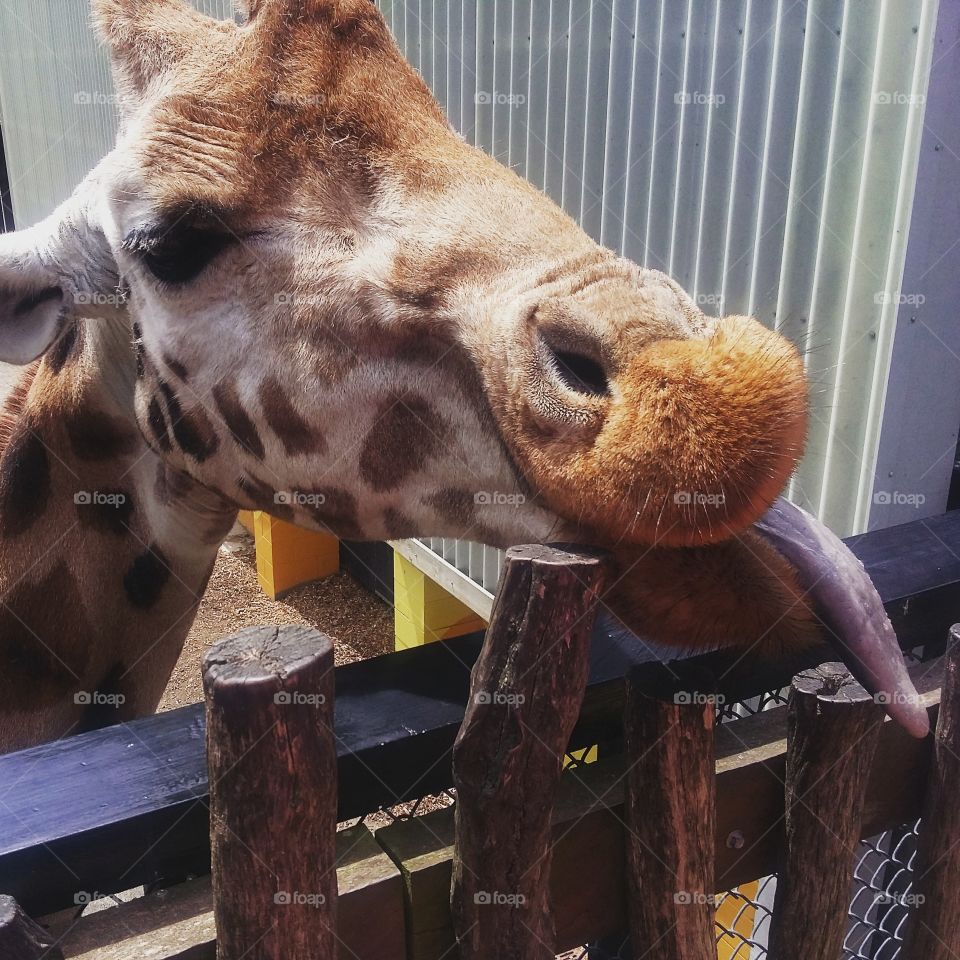 giraffe with a big tongue