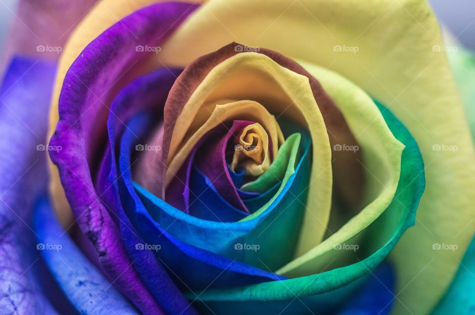 Splash Of Colour . A macro shot of a beautifully coloured rose 