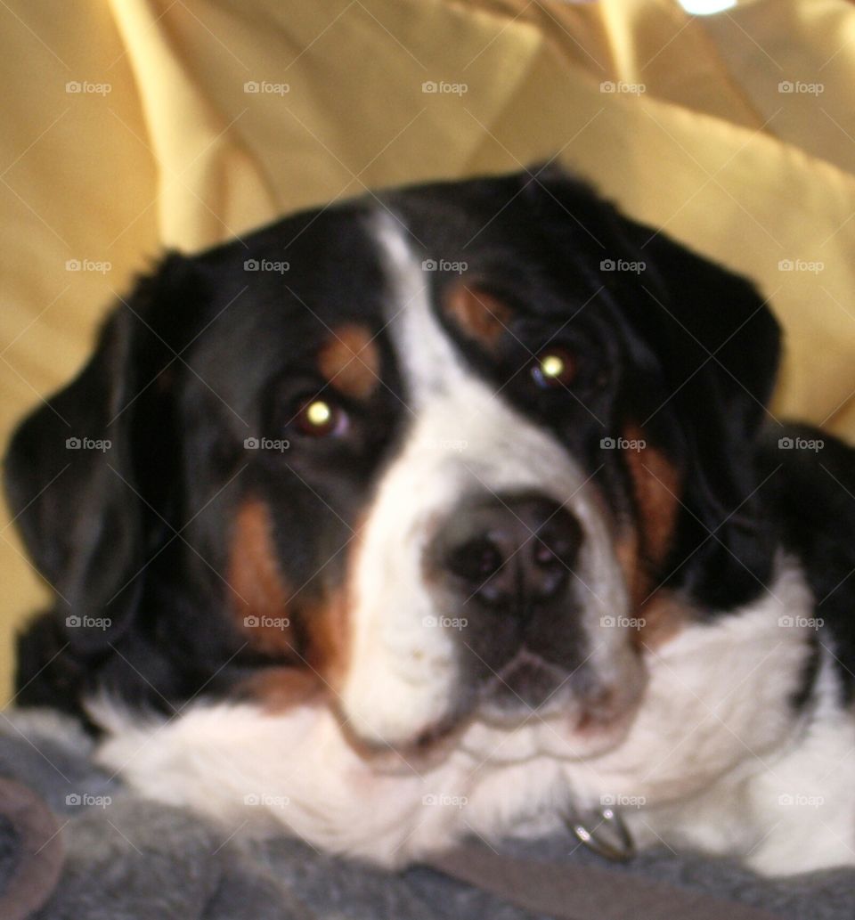 Großer Schweizer Sennenhund