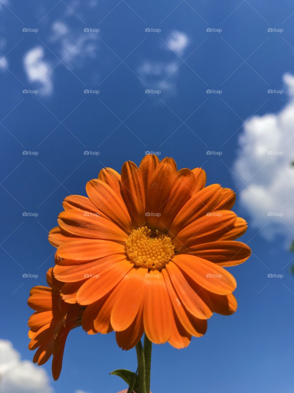 Orange marigold flowers and a blue sky with white clouds in the background.