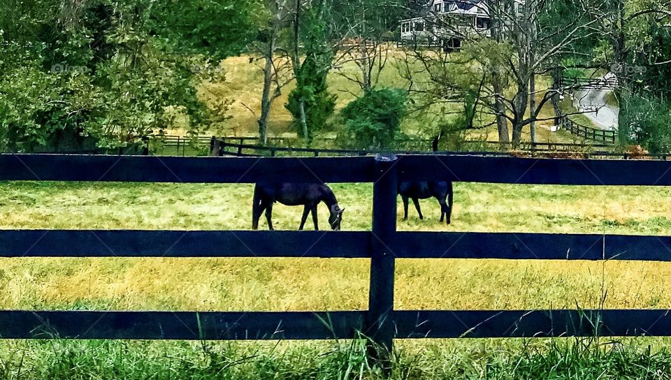 Two horses grazing in the field 