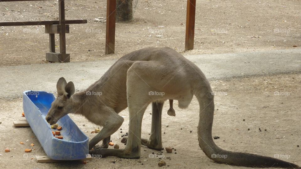A Male Kangaroo Eating