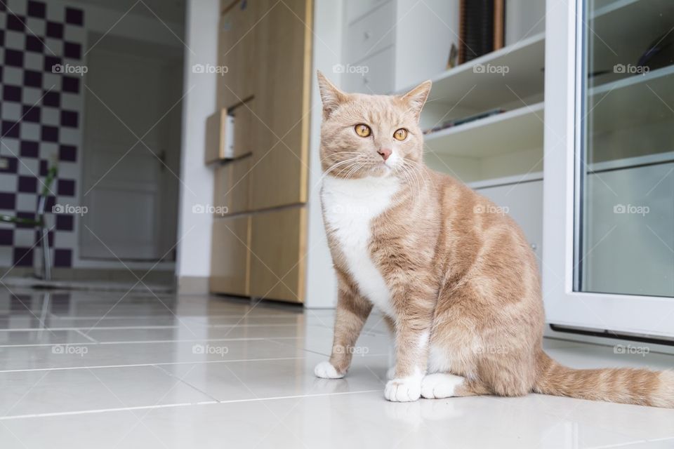 Young Ginger cat at home 