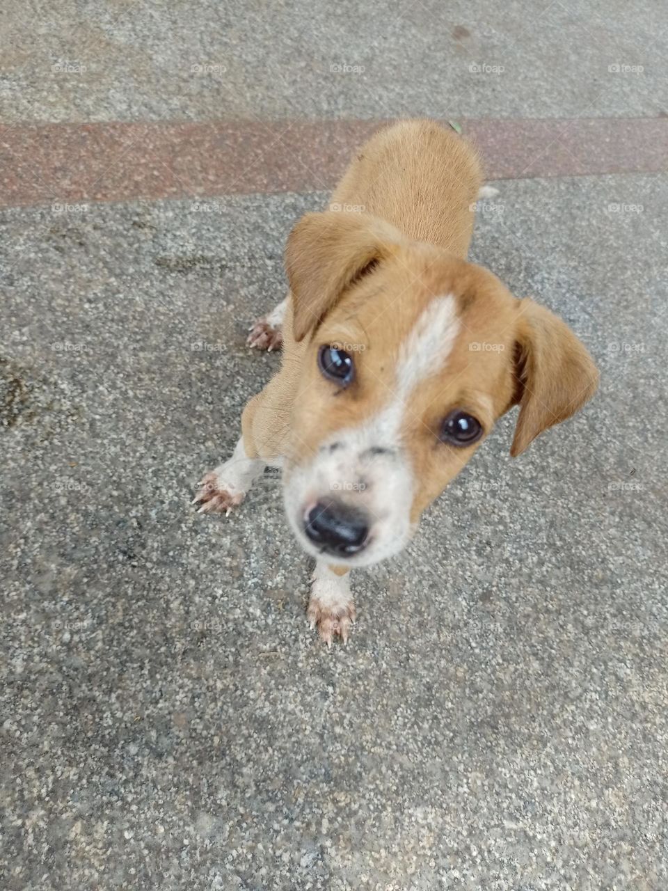 puppy dog lucking at camera brown and white colour clousup photo