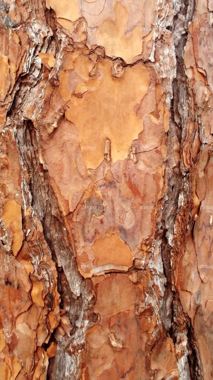 Tree bark