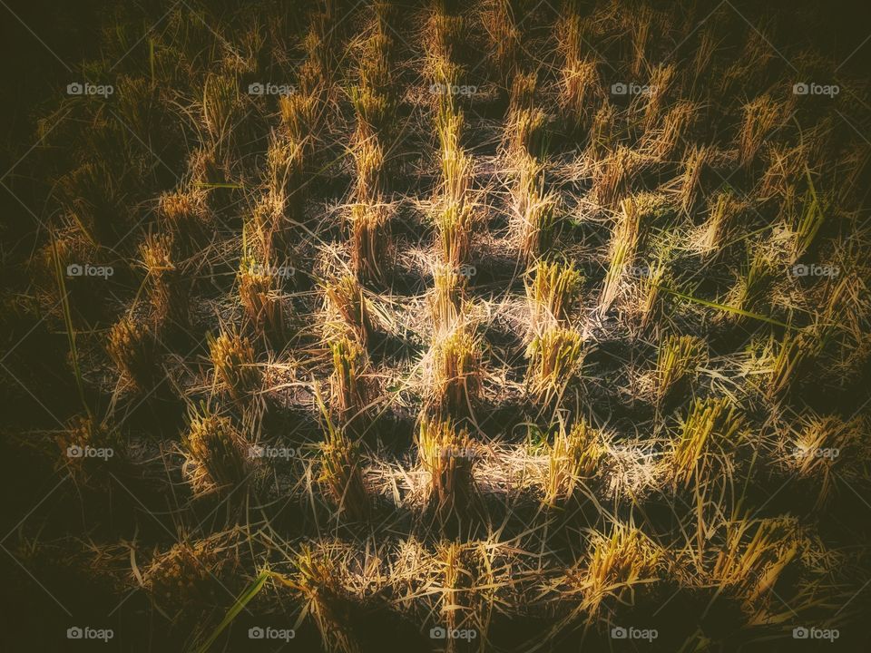 harvested rice plants