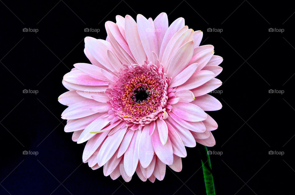 pink flower colour beautiful by gp56