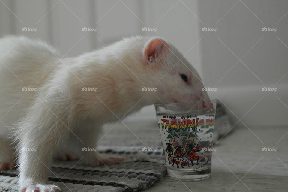 Albino ferret drinks from shot glass