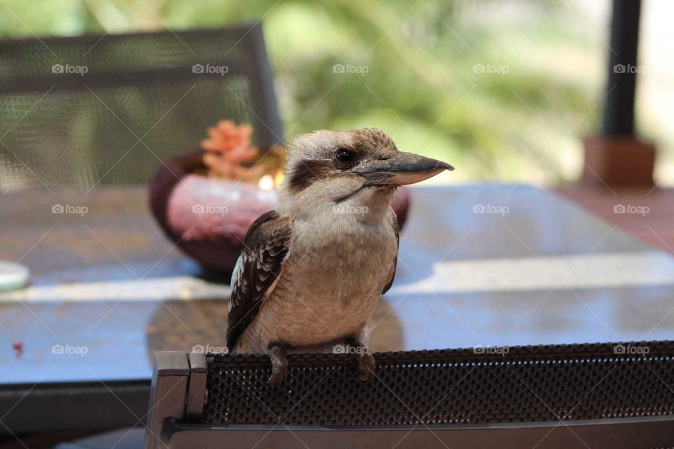 Young kookaburra visiting