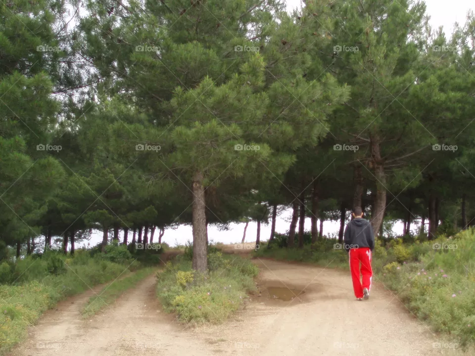 Woods