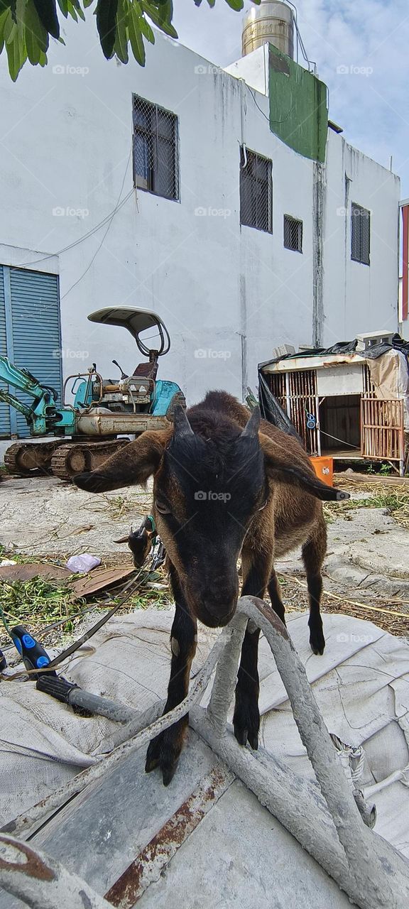 goats on the street in a village in taiwn.