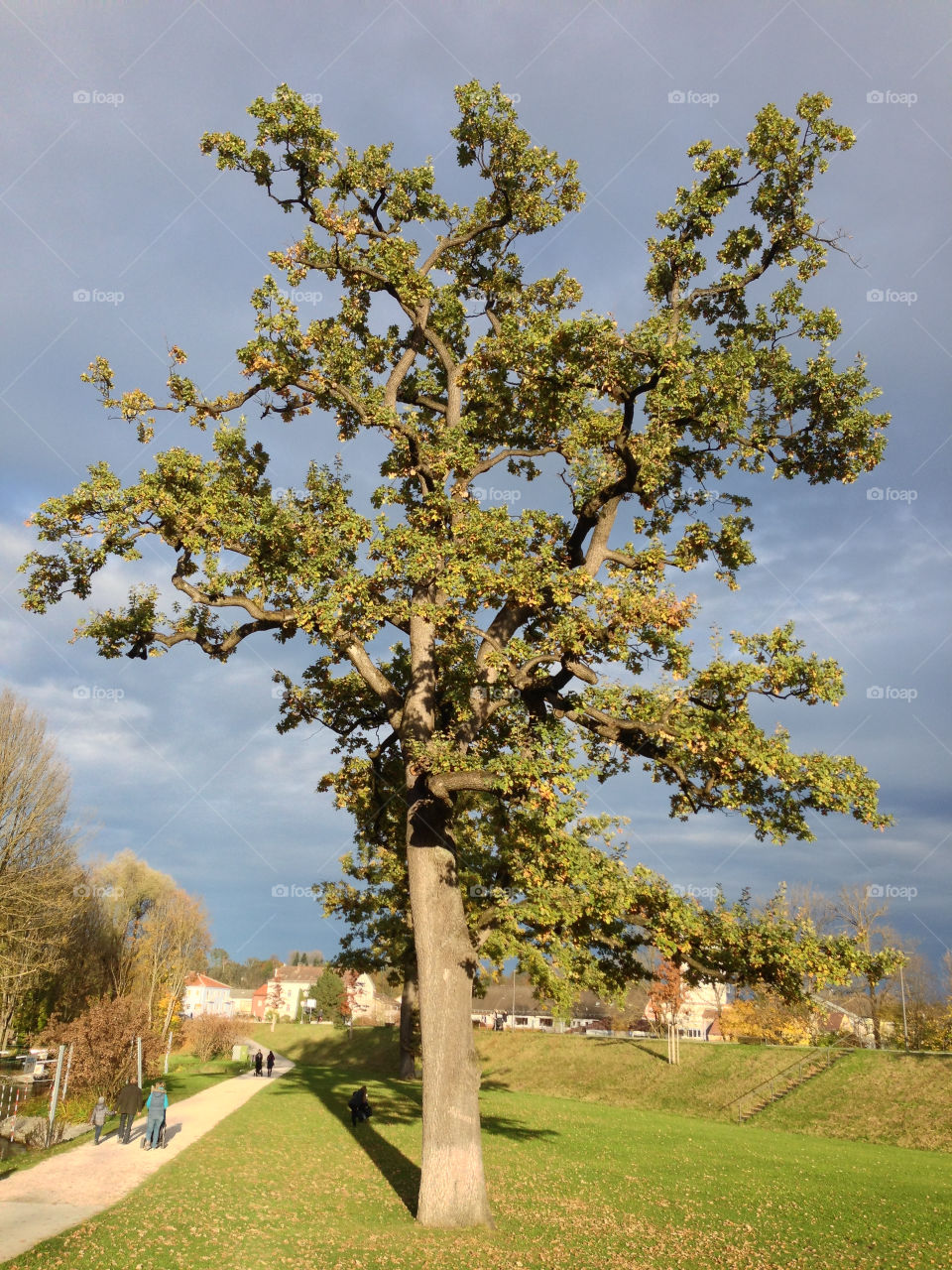 rosenheim bavaria tree autumn mission5 by lexlebeur