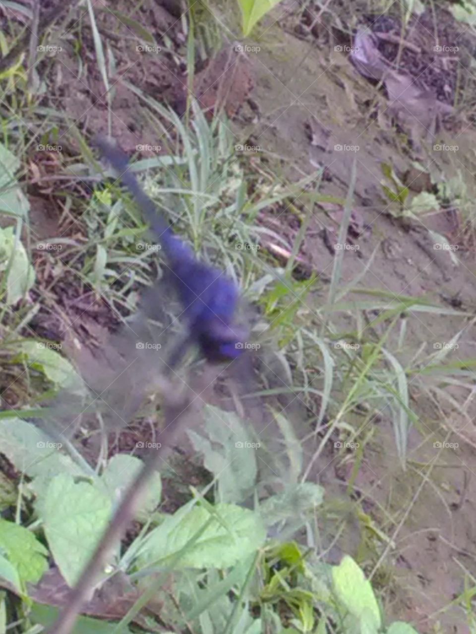 Live kingdom of forest.