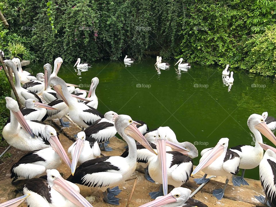 Pelicans in the lake side