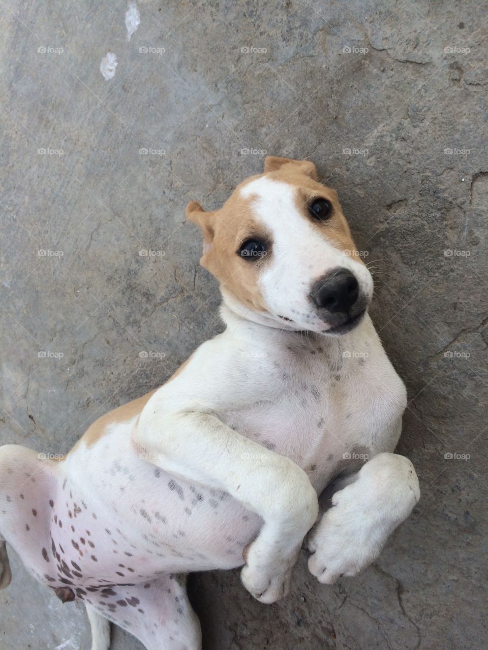 Naughty little dog and cute