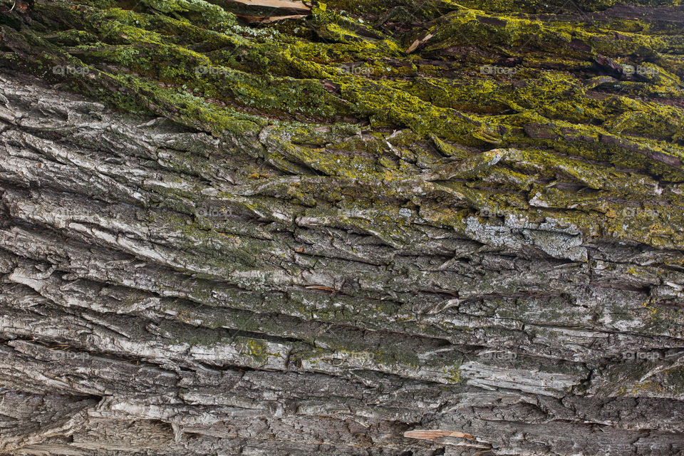 bark of tree. natural wallpaper