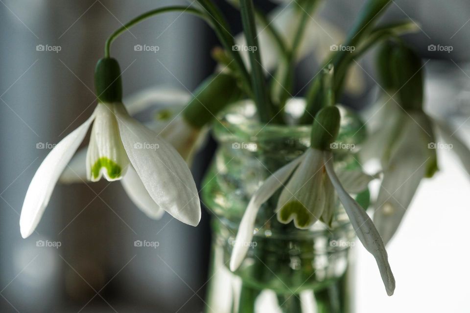 Little snowdrops in a bottle for a vase 