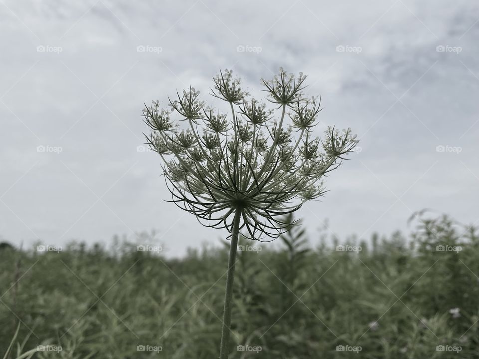 Queen Anne’s Lace 