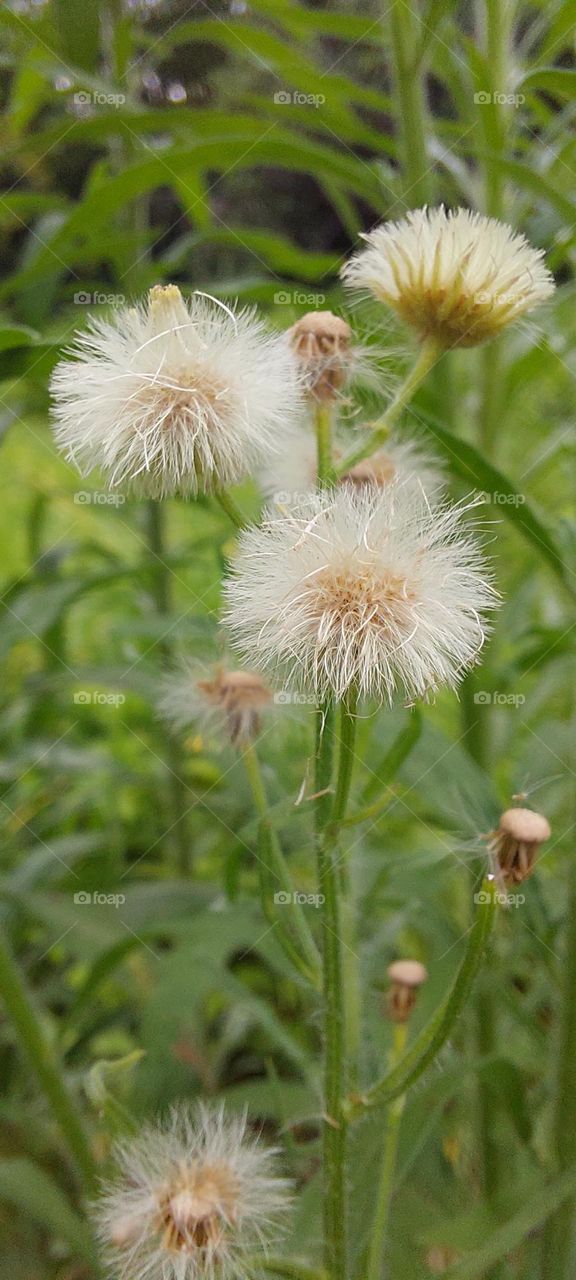 Dandelion in the wild