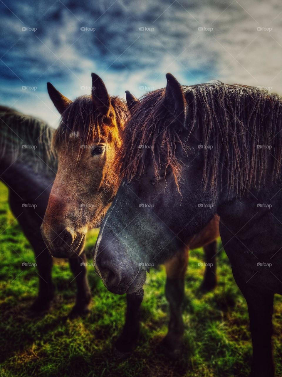 Horses in the Meadow