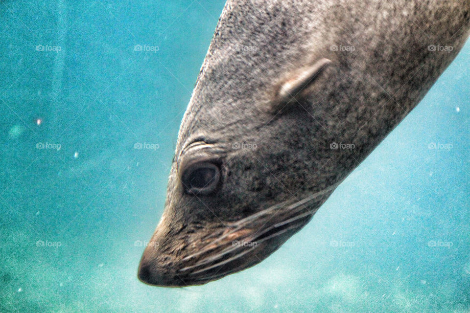ocean sea swim seal by geebee