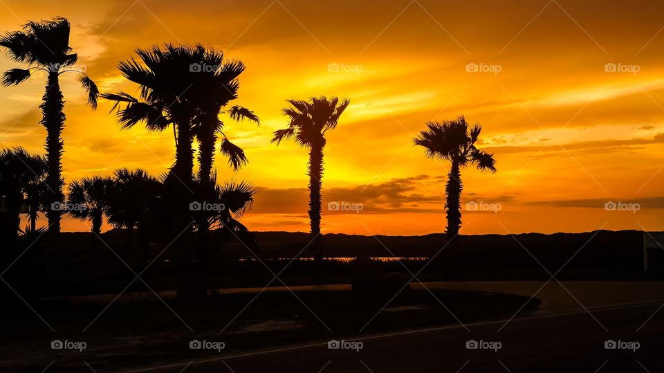 Palm trees in sunrise 